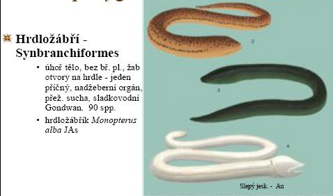 Synbranchiformes -hrdloţábří úhořovité tělo, nemají břišní ploutve, na