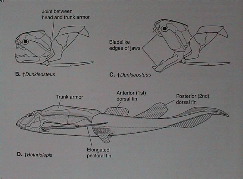 Placodermi-pancířnatci 0,3-10 m dvoudílný pancíř (hlavový a trupový) chrupavčitý endoskelet, obratle bez osif.