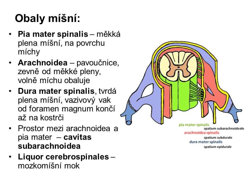 Anatomie