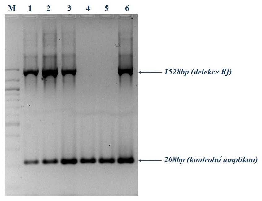 Amplifikace probíhá na MJ Research Thermocycler PTC 100, nebo Bioer XP Cycler při následujícím teplotním profilu: počáteční denaturace 5 min 95 C 35 cyklů: 30 s 95 C 45 s 59 C 2 min 72 C konečná