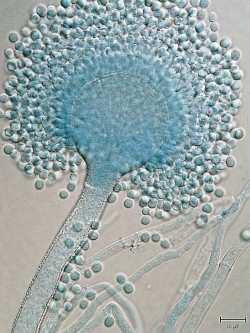 Aspergillus flavus konidiofory biseriátní i uniseriátní,