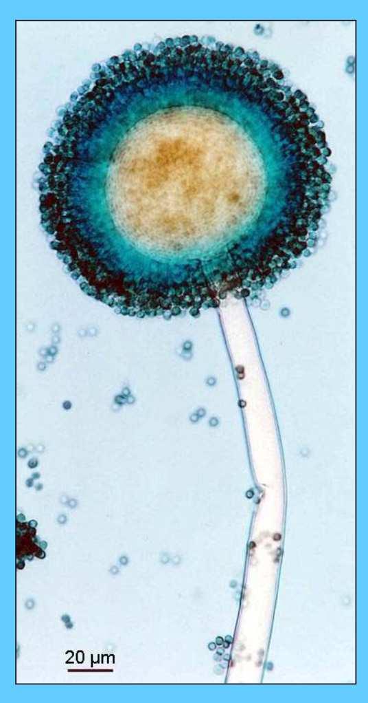 Aspergillus niger konidiofory biseriátní, hladké s kulovitým