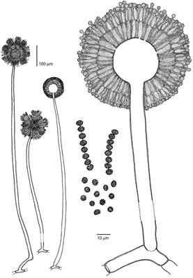 table=mycobank&rec=2506&fields=all https://botany.natur.cuni.