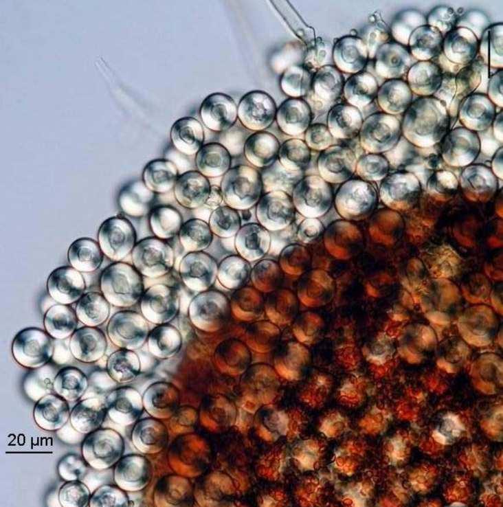 Aspergillus nidulans plodnice kulovité, 100-300 µm v průměru, obalené vrstvou světle