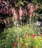 Před rašením je nutné rostliny u země sestřihnout. 1 kus 60 Kč, 3/160 Kč. TR133 UNDINE vysoká trsovitě rostoucí travina s úzkými listy. Pěstuje se hlavně jako nádherná solitera.