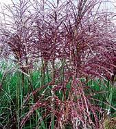 OZDOBNICE Ozdobnice čínská, miscanthus sinensis - jsou monumentální okrasné rákosovité trávy vyžadující slunnější stanoviště a na živiny bohatou půdu.