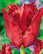 T4146 MAYWOOD - nádherně vymodelované, sytě rumělkově červené květy s bohatým a
