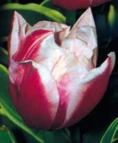 Cena kvality. Stále jeden z nejúžasnějších plných tulipánů.