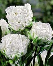 Čistě alabastrově bílé květy mají tvar květů leknínů, okraje jsou péřovitě třepenité.