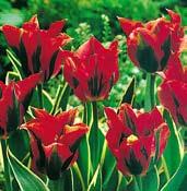 TULIPÁNY PICTURE TYPY Kdo nezná tento typ tulipánů, připadají mu jako umělé.