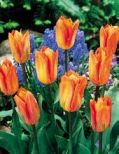 Jsou asi 30 cm vysoké a jsou to první tulipány trochu vhodné k řezu.