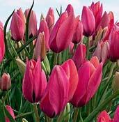 tulipánových mini kvítků.