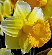 N8212 BANANA DAIQUIRY N2400 ALEXIS BEAUTY NARCISY Narcisy se dělí podle tvaru a postavení květů do 13 základních skupin a několika podskupin.