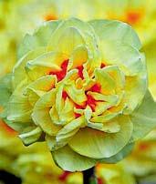 Velké květy jsou 11 cm velké, uniformě zlatě žluté, veliký plošný kolár přesahuje svými rozměry i okvětí, je velmi tuhý, zřasený s jemně krispovanými