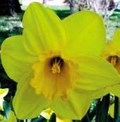 N2404 BRACKENHURST - 2Y-O - má perfektní 10 cm velké květy s dobře se překrývajícími, sytě žlutými petály, které