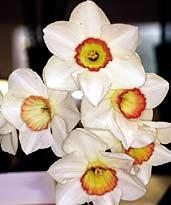 Okvětí je čistě mléčně bílé, tuhé a pěkně překrývané s dobrou stavbou.