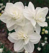 1 kus 40 Kč, 3/110 Kč. N3007 SINOPEL - 3W-GGY - menší květy jsou slonovinově bílé, vynikající textury.