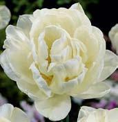 Květy jsou bohatě a výrazně žíhány, velmi příjemně voní. Výška 25 cm.