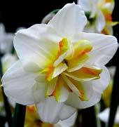Okvětí je krémovobílé, papilon oranžový, žlutě a bíle melírovaný. Unikátní.