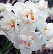 jedné cibule. Voní po parfému. N6050 YAZZ krémově bílé okvětí, pastelově růžové kalíšky.