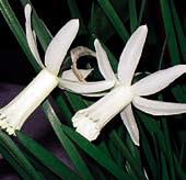Výška 30 cm. N7528 nanus ELKA - 1W-W pouze 33 mm velké květy jsou čistě bílé, trubkovitého tvaru.