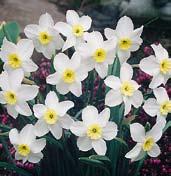 dovezené odrůdy tazetta narcisů s velkým počtem (10-20) velmi vonných květů. Jsou určeny do bytů.