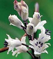 BELEVALIE Belevalie, latinsky bellevalia, byly dříve byly zahrnuty do modřenců nebo hyacintů.