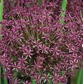U1068 MIAMI polokulovité květy jsou sytě purpurové s výraznými zelenými středy.