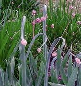 U1027 zebdanense U2006 unifolium UŽITKOVÉ A LÉČIVÉ ČESNEKY Jsou to 20-50 cm vysoké trvalky s menšími okolíky květů, pro které se