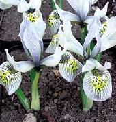 I8649 WHITE CAUCASUS velké, čistě bílé květy, jasně žlutý signál téměř po celé délce falů. Kvete později.