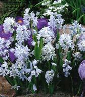 I8605 GEORGE - mezidruhový kříženec iris histrioides v.major x iris reticulata s velkými a ranými květy.
