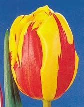 kanárkově žluté květy zajímavého a atraktivního tvaru mají velkou, drážďansky