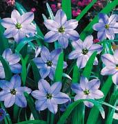 Y3404 uniflorum - Květy jsou téměř bílé s blankytně modrým