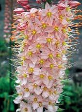 E0007 OASE - květy jsou světle floksově růžové s červenohnědými středy. Skvělá novinka!
