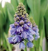 MODŘENEC ARMÉNSKÝ Muscari armeniacum, skvělý ke zplanění.