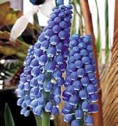 fialových květů, které mají na okraji lem ze světleji modrých nebo bílých zoubků.