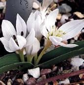 O0022 hungaricum nachází se na celém Balkáně a v Maďarsku. Květy jsou světle purpurově růžové až bílé.