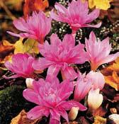 O0044 speciosum atrorubens vytváří pěkné trsy sytě purpurových květů s kontrastními