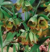 R1015 pallidiflora - 3-6 zelenožlutých klátivých zvonkových květů, lehce světle hnědě žíhaných.