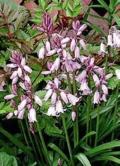 ŠPANĚLSKÉ LADOŇKY Španělské ladoňky, latinsky hyacinthoides hispanica, jsou to na jaře kvetoucí