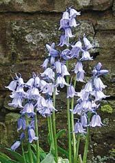 Synonymum scilla campanulata. Cena 1 kus 12 Kč, 5 od druhu 55 Kč, 10/100 Kč, 20/180 Kč.