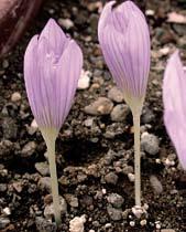 C5013 sativus lila purpurový, světle i tmavě žíhaný, červená blizna.