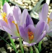 C5013 sativus C5009 ochrolecus C5006 ligusticus synonymum medius.
