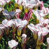 Y6117 versicolor - květy jsou bílé s purpurovou infúzí, báze květů nažloutlá, okraje purpurové.