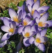 C5021 speciosus OXONIAN květy jsou tmavě fialově modré s tmavším žilkováním. Vykvétá v říjnu.
