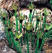 Y6908 gladiolus byzanticus - časně letní hlíznatá mrazuvzdorná gladiola vytvářející husté klasy až 20 tmavě nachově
