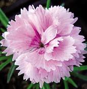 Nabízíme odrůdy botanického typu dianthus plumarius jsou to stálezelené, vytrvalé hvozdíky s