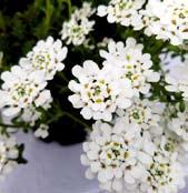 Z1656 ALEXANDER S WHITE - čistě sněhově bílé květy v bohatých trsech, které kvetou velmi