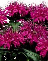 Z1659 BALMY LILAC - sytě šeříkově vybarvené květy, nižší vzrůst. Novinka.