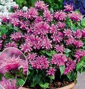 Z1661 BALMY PURPLE - sytě purpurové květy, tmavší olistění, nižší vzrůst. Novinka.